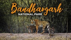 Bandhavgarh-National-Park-300x169