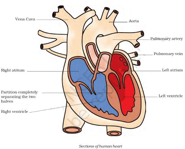 notes-class-7-science-chapter-11-transportation-in-animals-and-plants