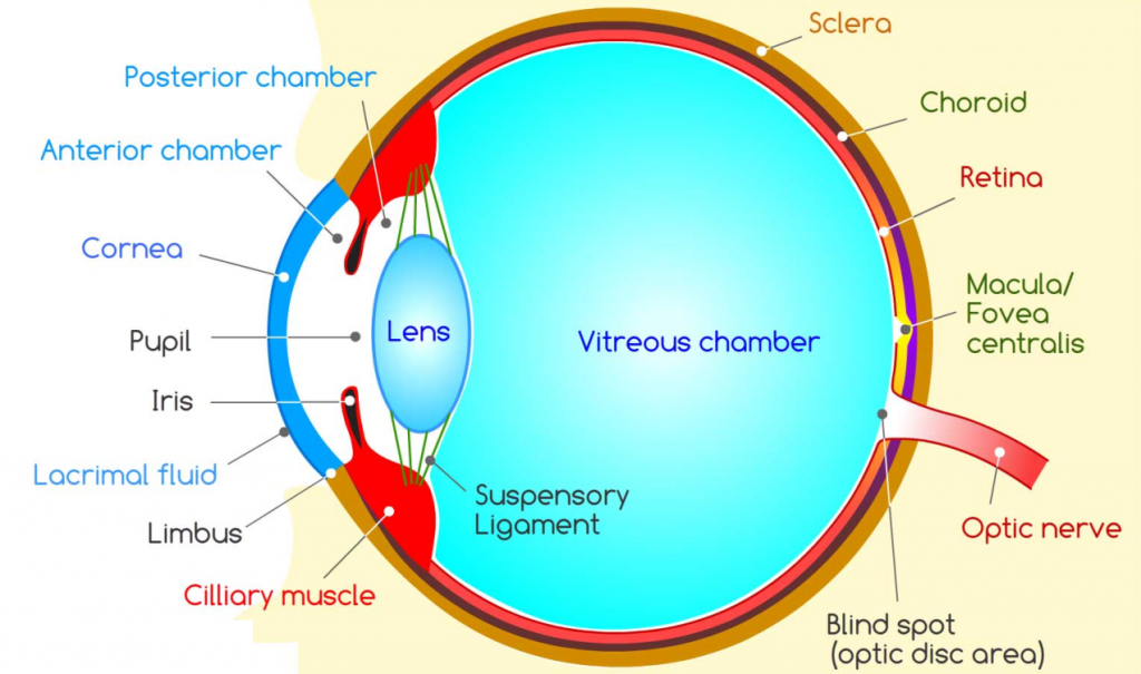 Light Notes Chapter 16 Class 8