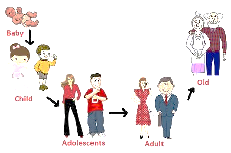 Revision Notes Class 8 Chapter 10 Reaching the Age of Adolescence